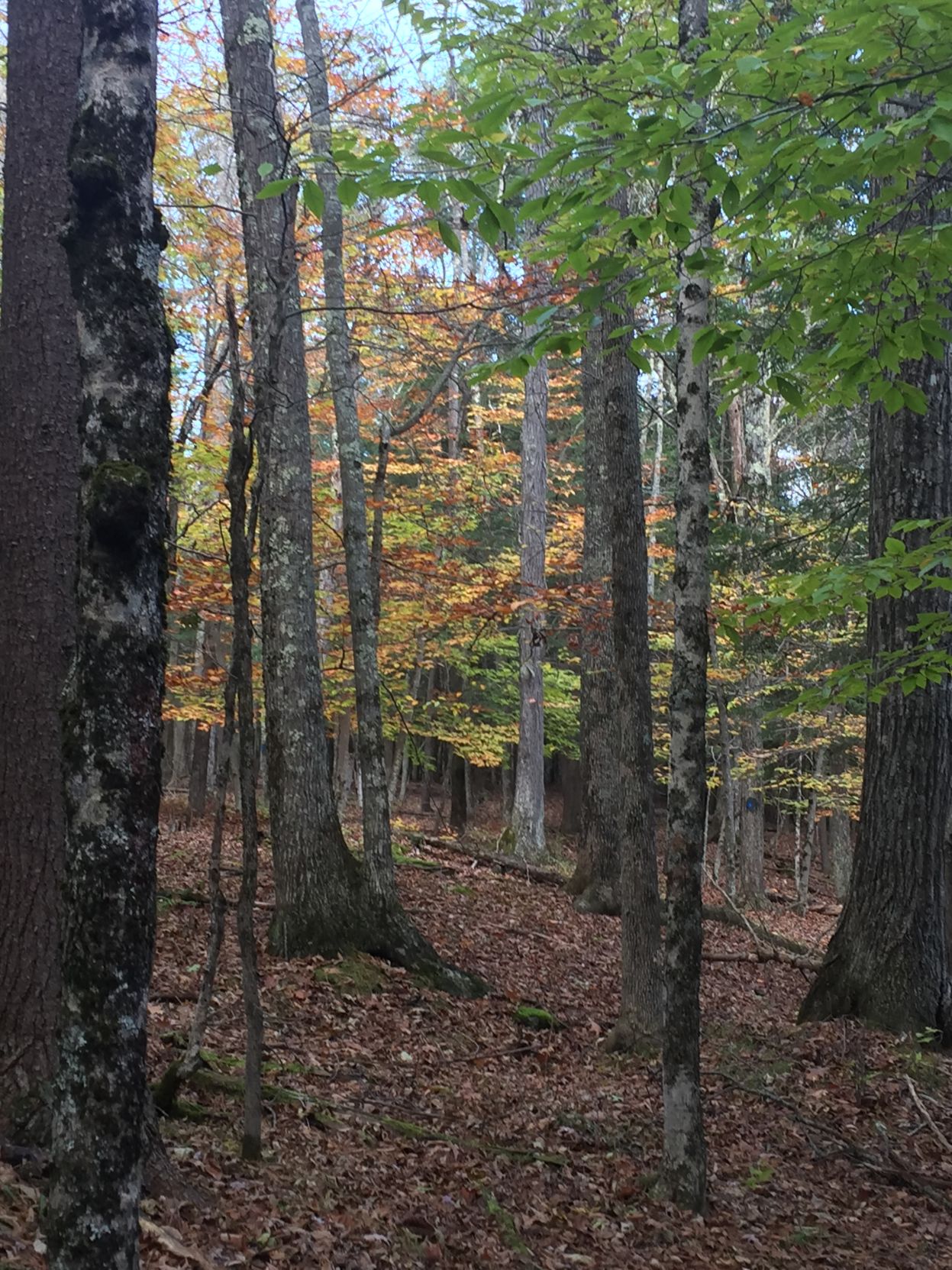 Forest in Glimmerglass State Park NY